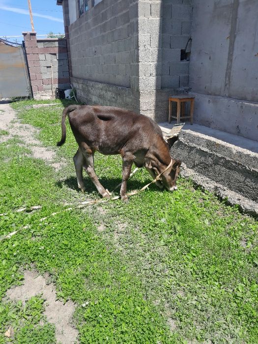 5 айлық бұзау сатылады