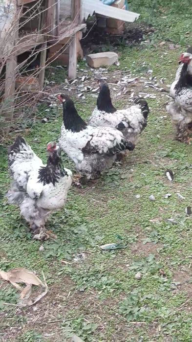 Brama tochkali qoni toza tuxumlari