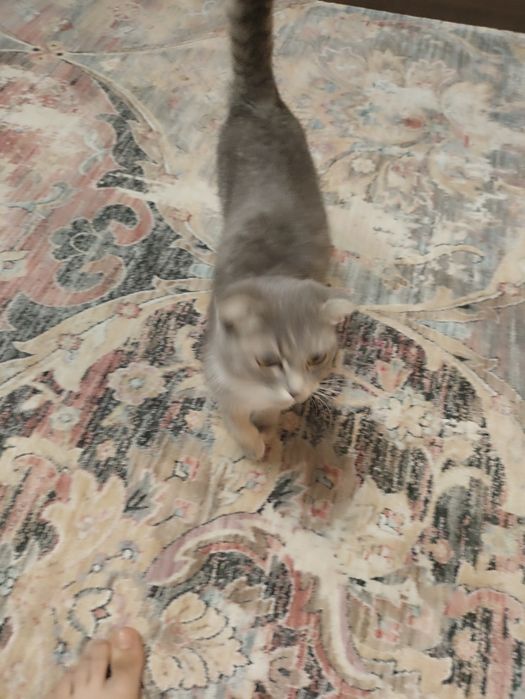 Кошка добрая милая