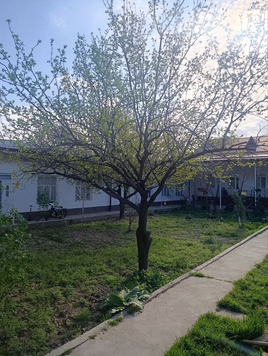 8.Сотик Еркинда Олим-Полвонда 10/хонали 300.000.$