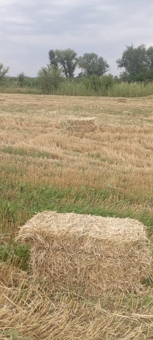 Продам сено салома в тюках