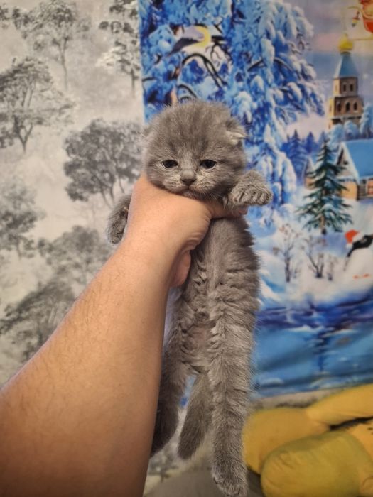 Скоттиш фолд британцы