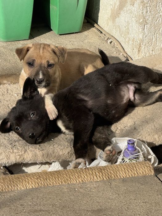 Отдам бесплатно