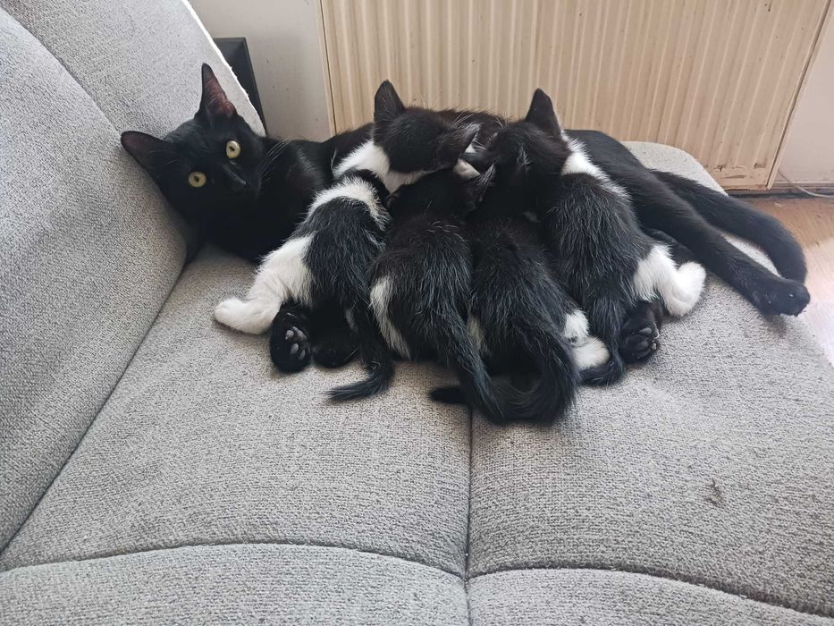 Ofer spre adopție 3 pui de pisică, foarte mici, drăgălași și jucăuși. Își caută oameni iubitori și responsabili!!