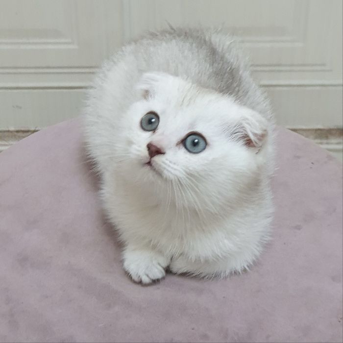 Скоттиш фолд девочка