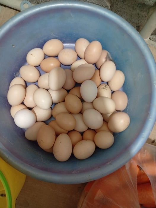 Инкубационные яйца