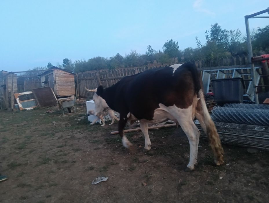 Vând vacă cu lapte !!!
