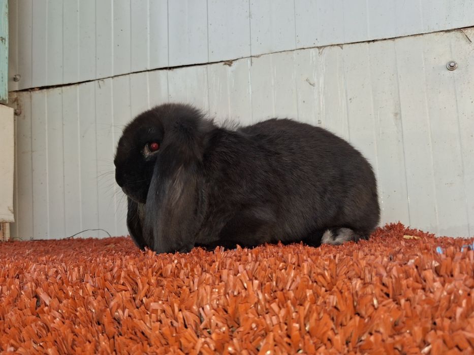 Berbec german  Disponibil