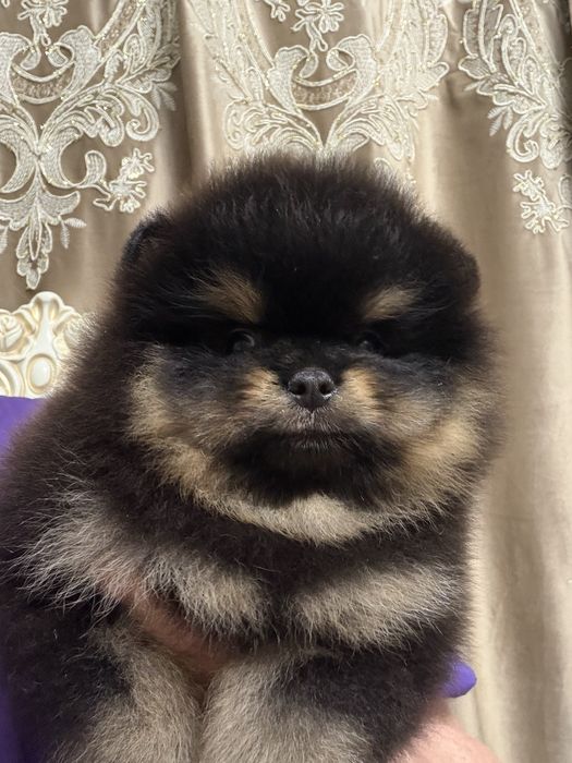 Щенки померанского шпица .