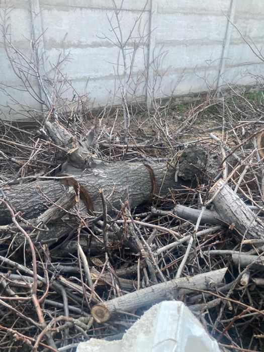 Дрова пеньки дрова бесплатно