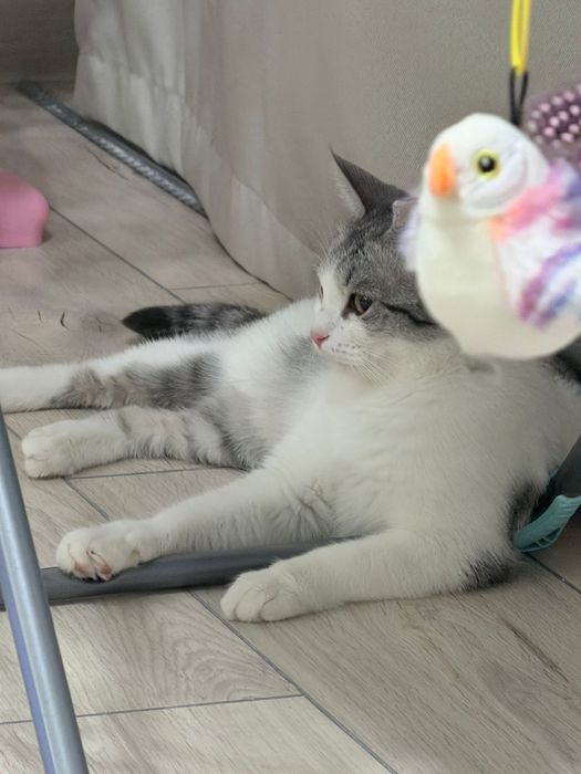 Отдам кошку в добрые руки