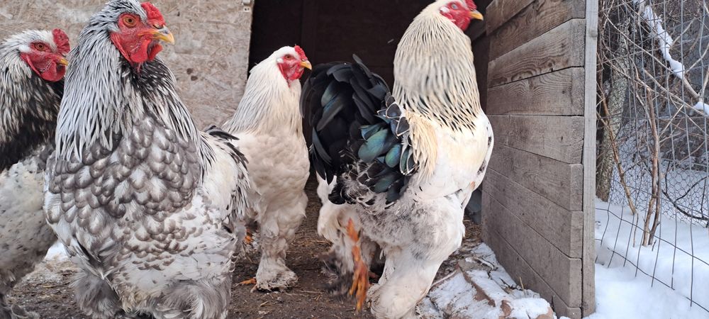 Vând găini brahma dar fac si schimb