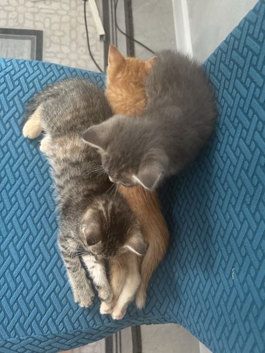 Котята один мальчик и одна девочка