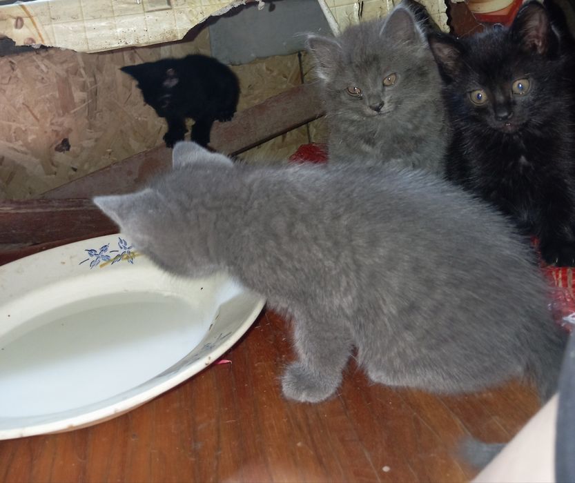 Отдам котят в добрые руки