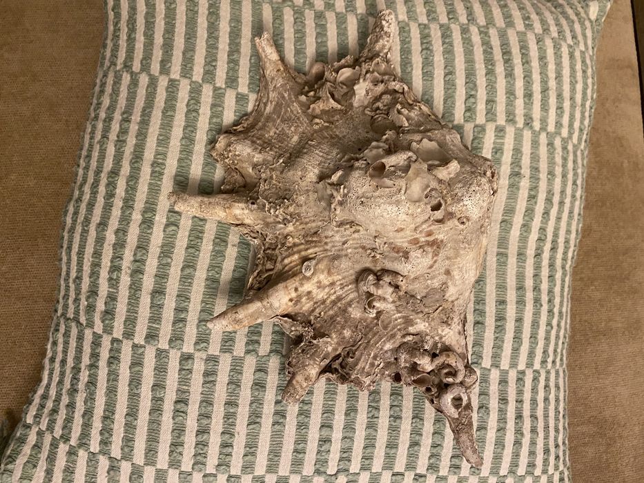 Scoica naturala, mare oceanul Indian