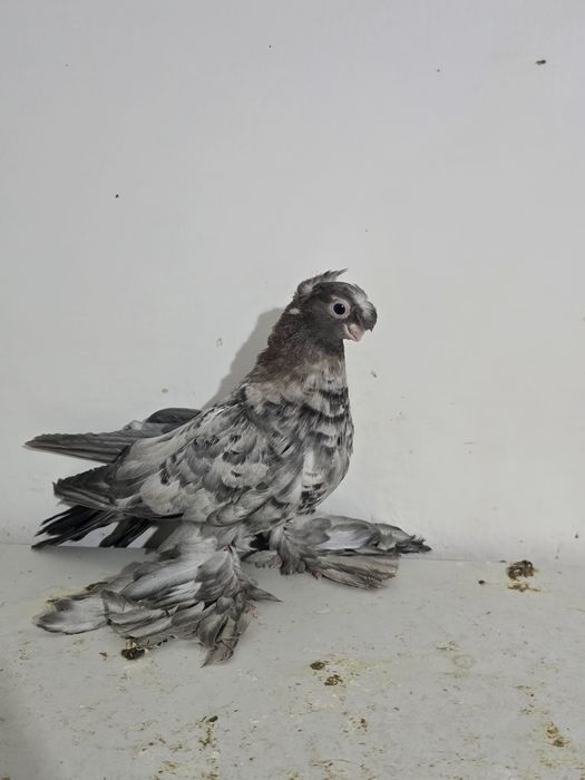 Продаю голубя 2025г