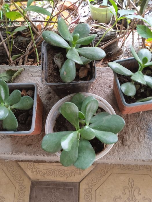 Фикусы,Аглоанемы,филадендроны