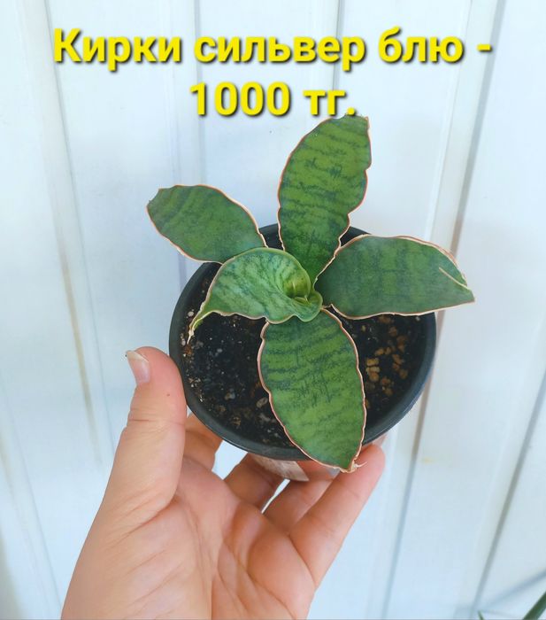 Разные комнатные растения