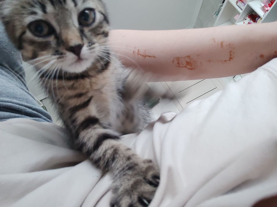 Котенок девочка скотиш фолд