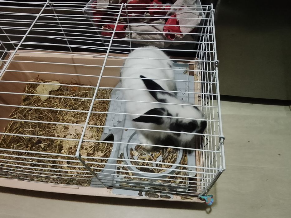 Декоративный кролик