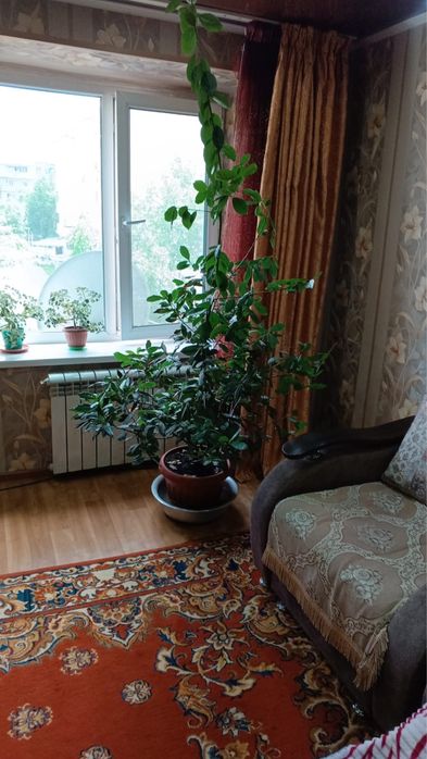 Лавровый лист дерево