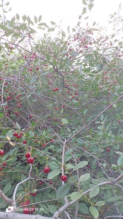 Вишня домашняя спелая, крупная