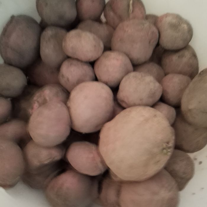 Картошка домашняя