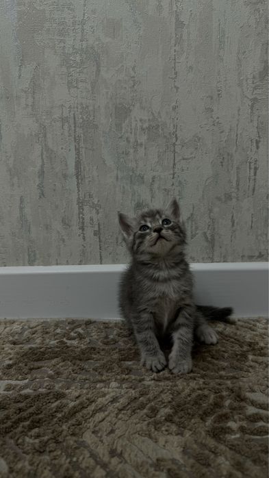 Котята возрастам 1 месяц