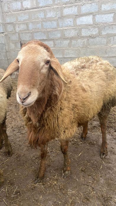 Гиссар кошкар сатылады