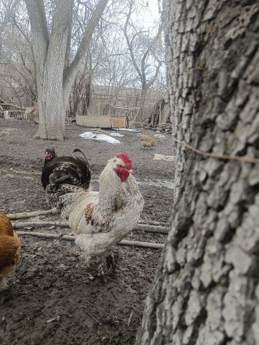 привитые пет.yхи.