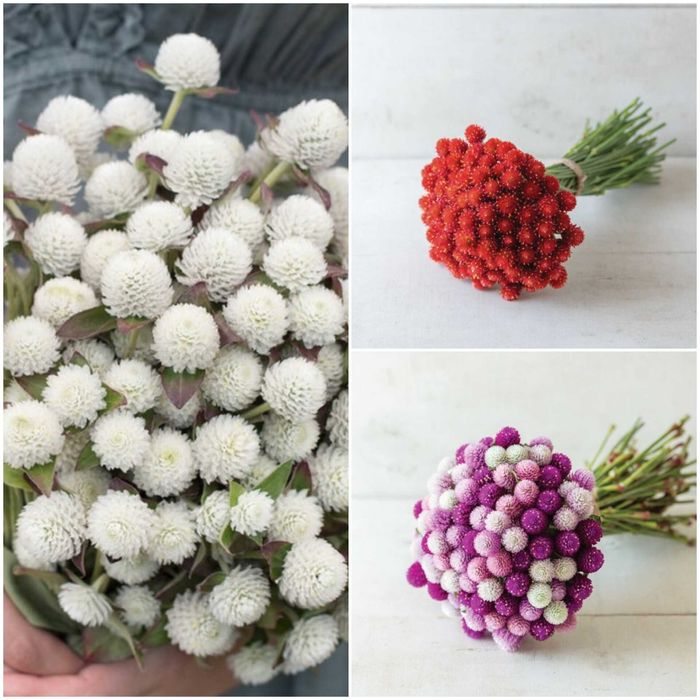 Семена сезонных цветов