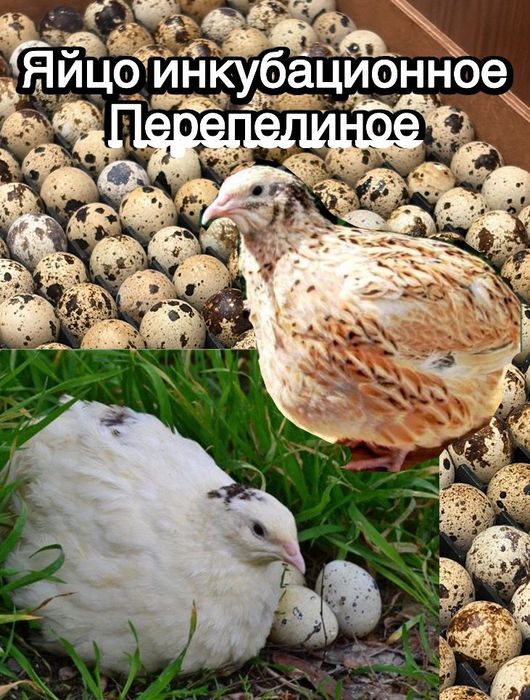 Инкубационное яйцо перепелиное