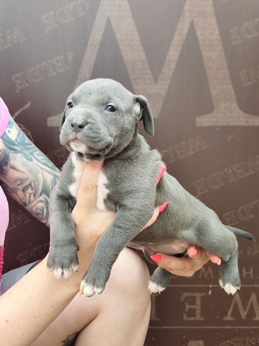 Американско Були Хл American bully Xl ABKC