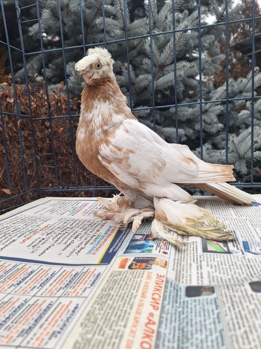 Продам молодого гульбадама