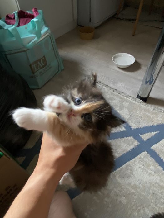 Отдам котят в хорошие руки