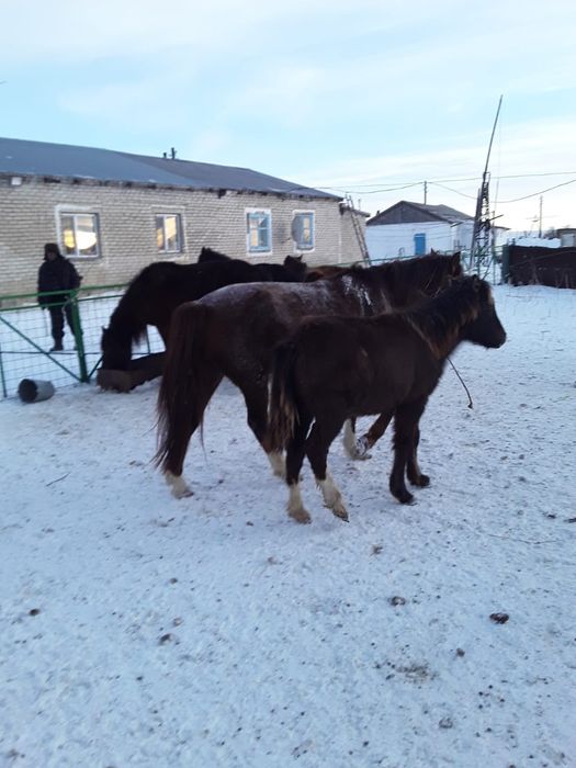 Продам лошадь верховую