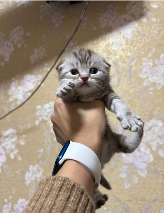 Продам породистых котят