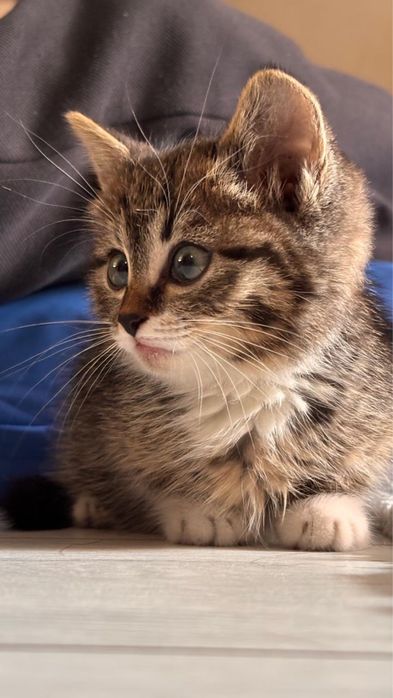 Котенок-девочка 2 месяца