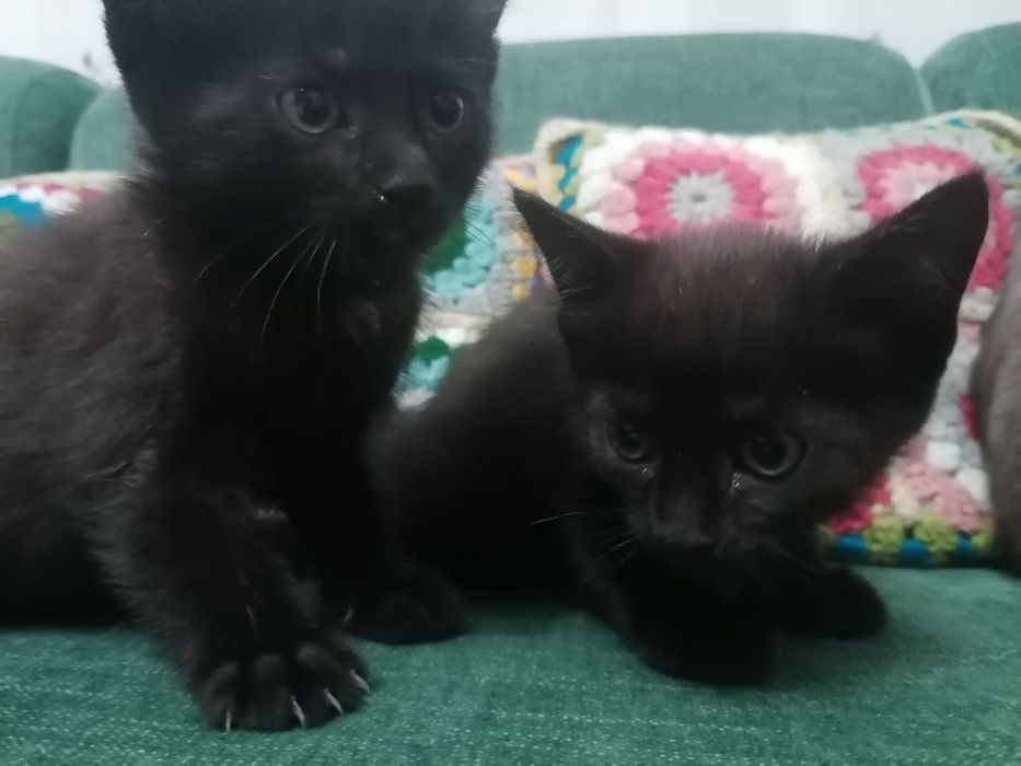 Uydagi yulduzlar video