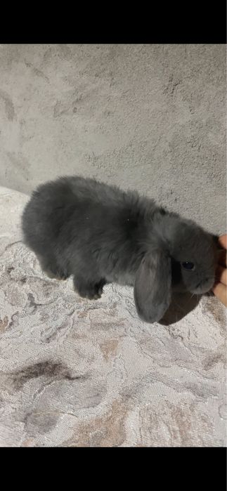 Quyon karlik baran 250.000