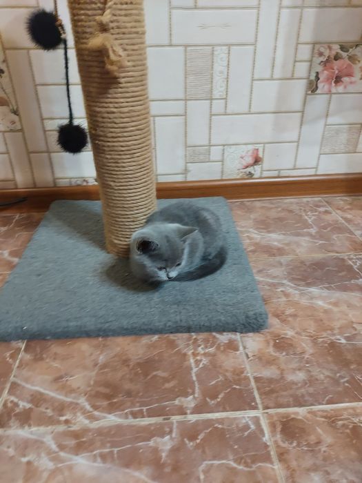 Продаю породистых котят