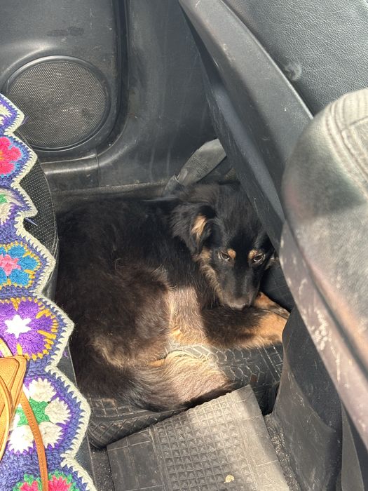 Щенки в поиске семьи