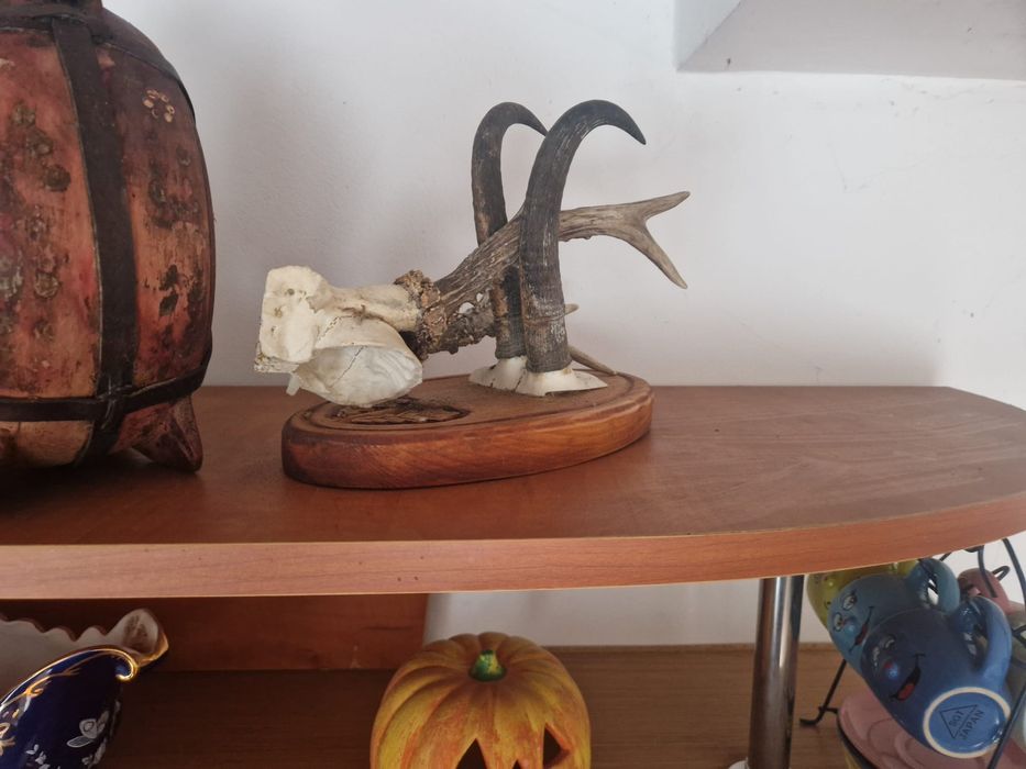 Trofeu cerb.mistret.mobila vanatorul