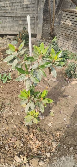 Тозза Италиянскй магнолия сотилади