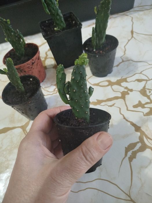 Кактусы маленькие