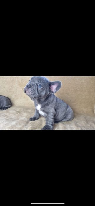 Bulldog francez blue