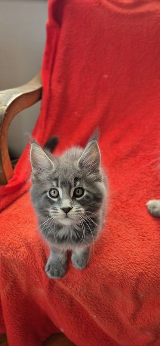 Felisa MAINECOON Autorizata Bucuresti