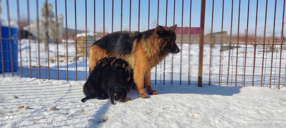 Щенки немецкой овчарки