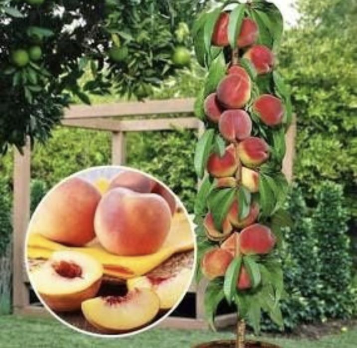 Pomi columnari de calitate superioară soiuri speciale