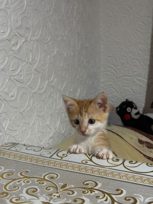 Отдам котенка с лотком